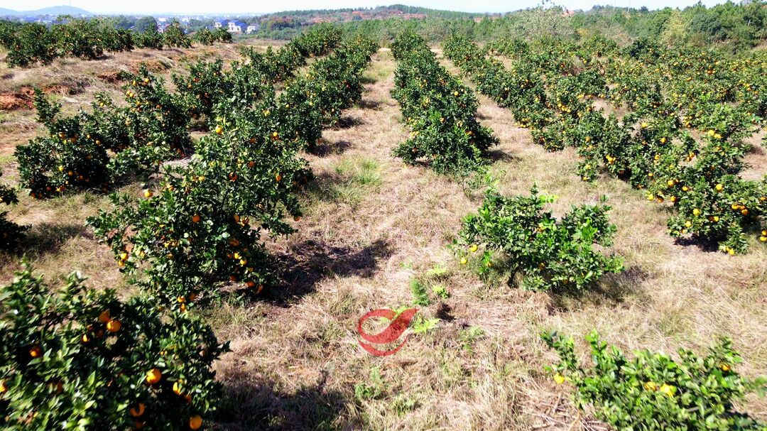 全“橙”热恋   攸州“花果山”5000余亩脐橙熟了