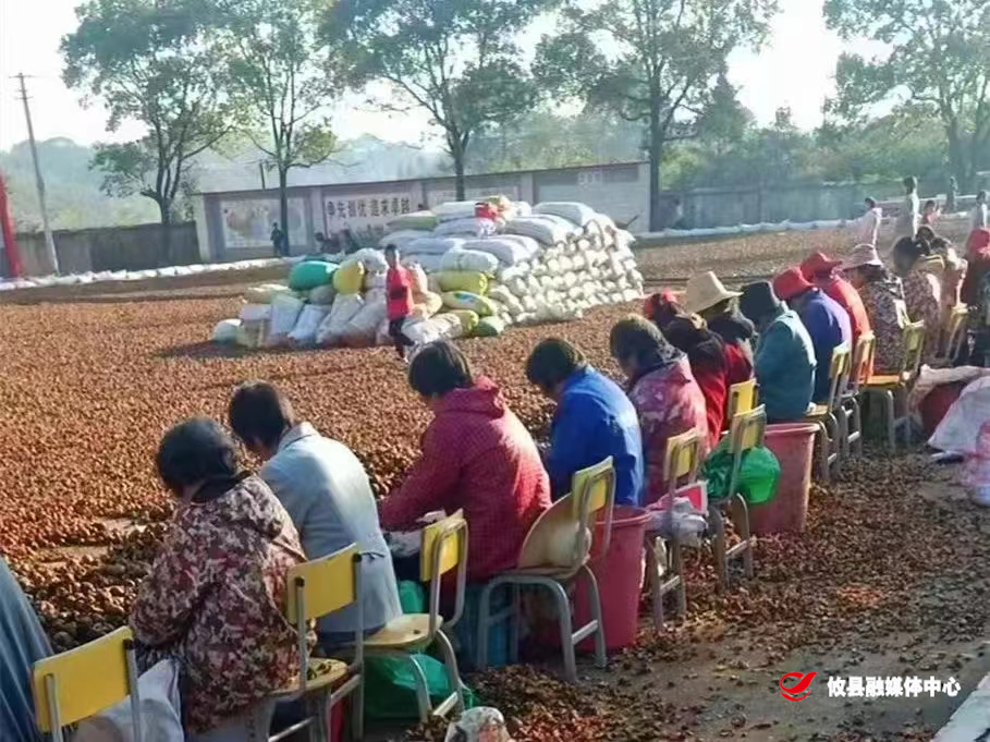 【谭桥街道】发展油茶产业，助力乡村振兴