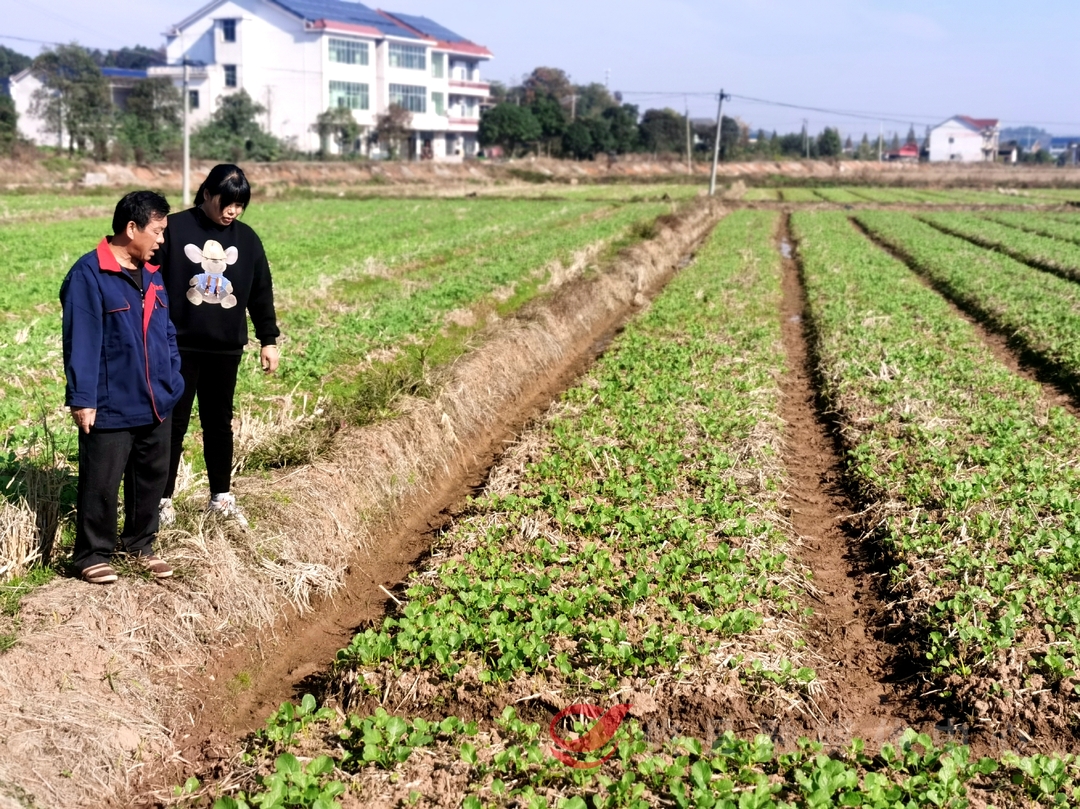 【乡村振兴青年先锋】陈海蓉：打工女返乡务农 摇变村民致富带头人