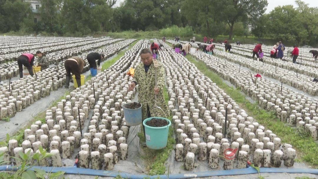 谭桥街道马址陂村：黑木耳种植，种出乡村振兴好“钱”景