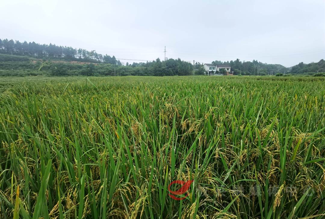 【重振攸县雄风 政协委员在行动】推进制种产业高质量发展  从“制种大县”迈向“制种强县”