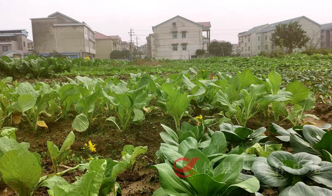谭桥街道谭洲社区：“沉睡”土地换新颜  撂荒地变“增收田”