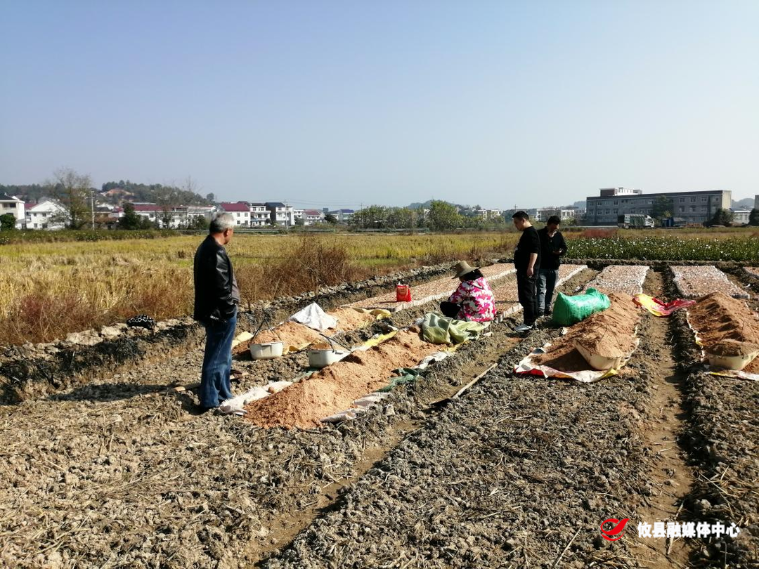 丫江桥镇：坚决打击违法占用耕地繁育茶苗行为