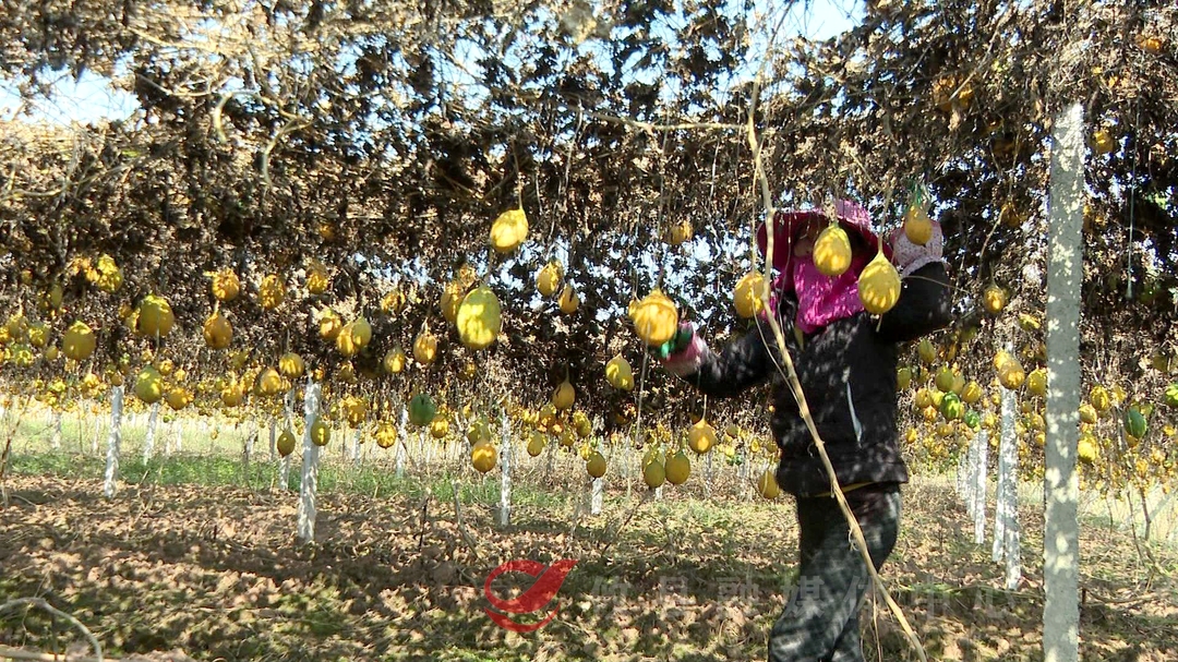 瓜香四溢，洪洲家村500余亩瓜蒌进入采摘期