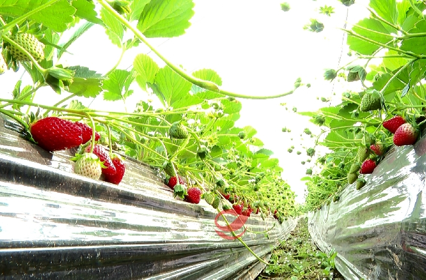 草莓“抢鲜”上市 开启“莓”好时光
