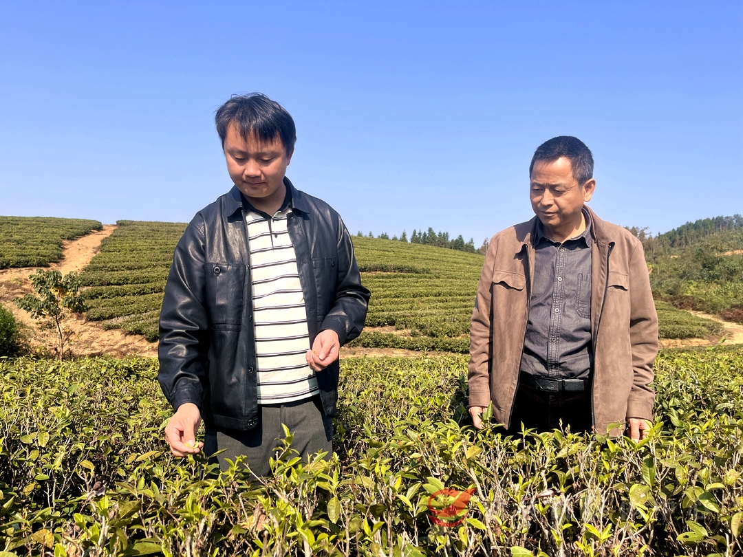 【乡村振兴青年先锋】 刘旭：“种田能手”变身村副支书 80后新农人“冲锋”乡村振兴