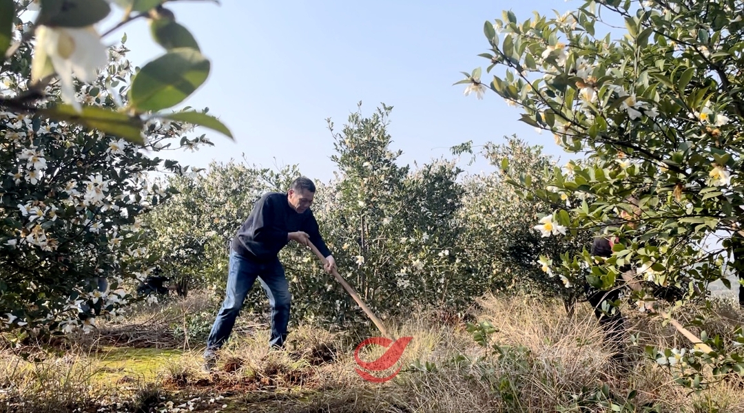【票决·为了人民】 积极推动油茶特色产业发展升级 让“小油茶”变成乡村振兴“大产业”（一）