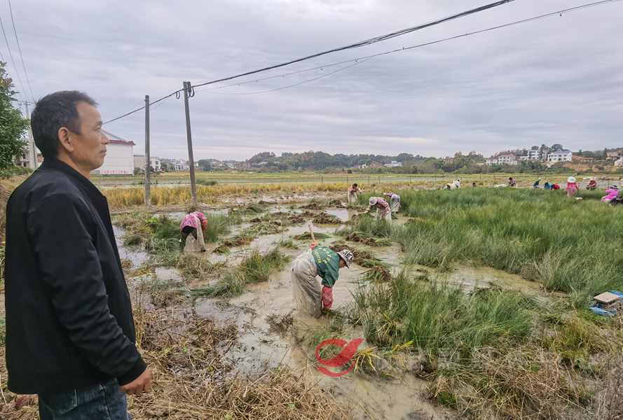 丫江桥镇樟树村： 打造席草种植特色产业 让冬闲田“绿色过冬”