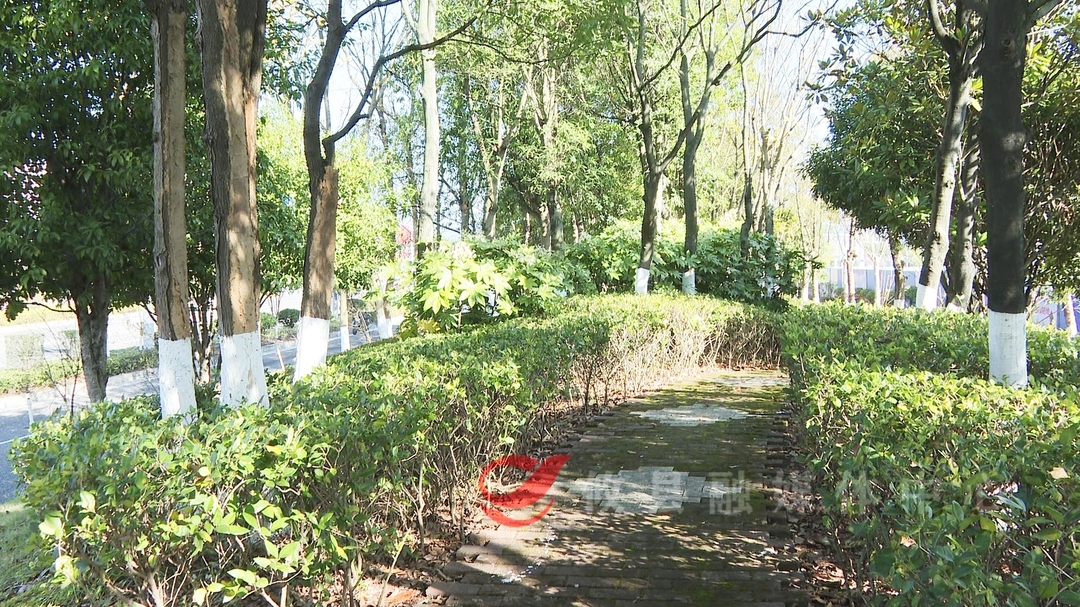 为行道树刷白 让树木健康过冬