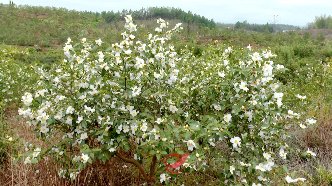 菜花坪镇：变荒为绿 荒山开出致富花
