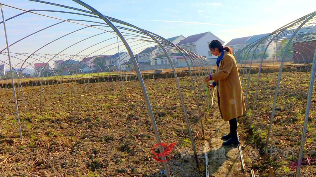 【人大代表风采】张妹：从“外来媳妇儿”到群众致富的“引路人”