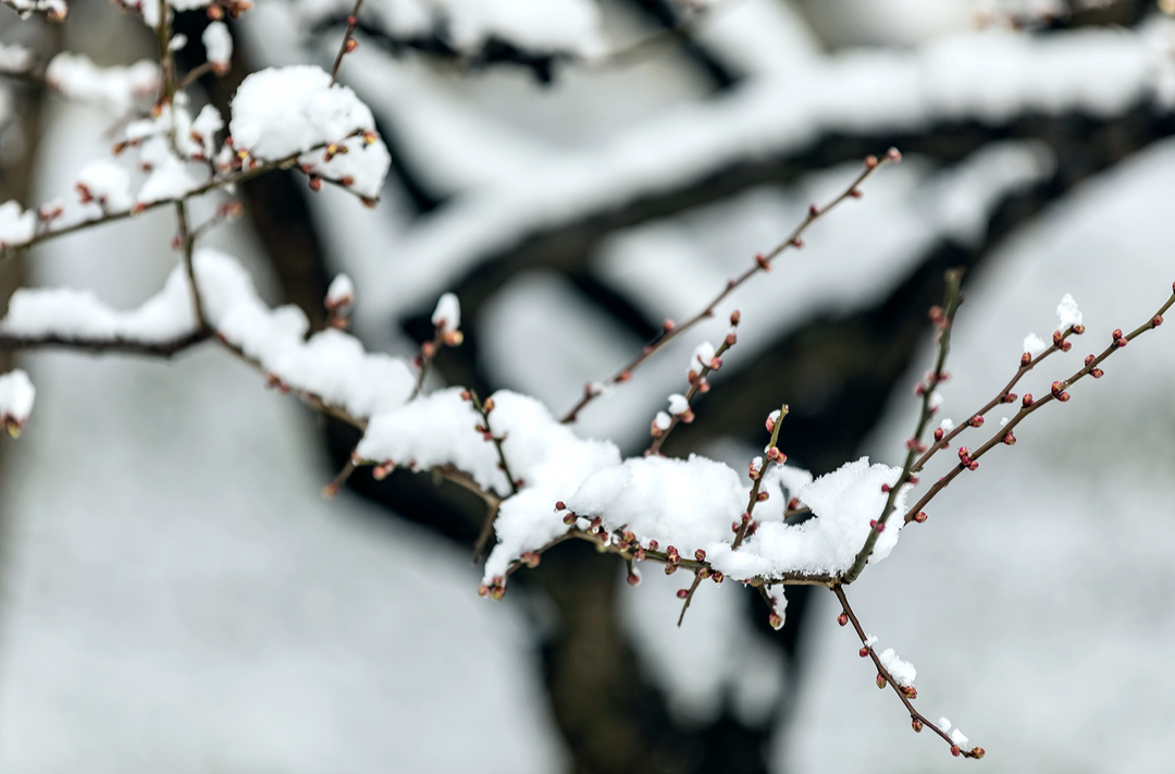 2024年首波寒潮来袭 马上要下雪啦 就在下周一