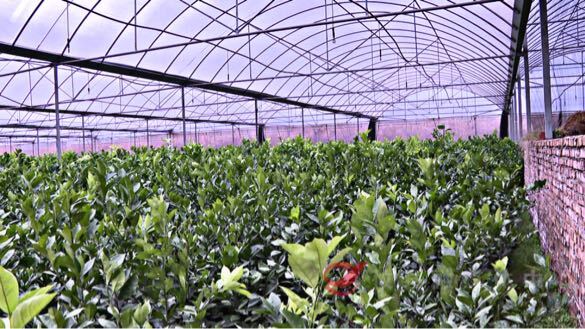 苗木“躲”进安全屋，温暖过冬有保障