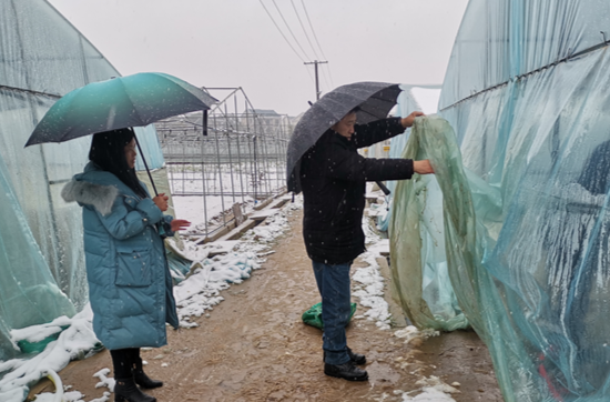 雪情天气，稳保“菜篮子”源头