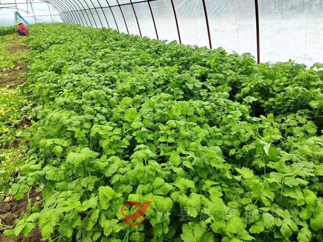 谭桥街道：雪中蔬菜棚 依旧好“丰”景