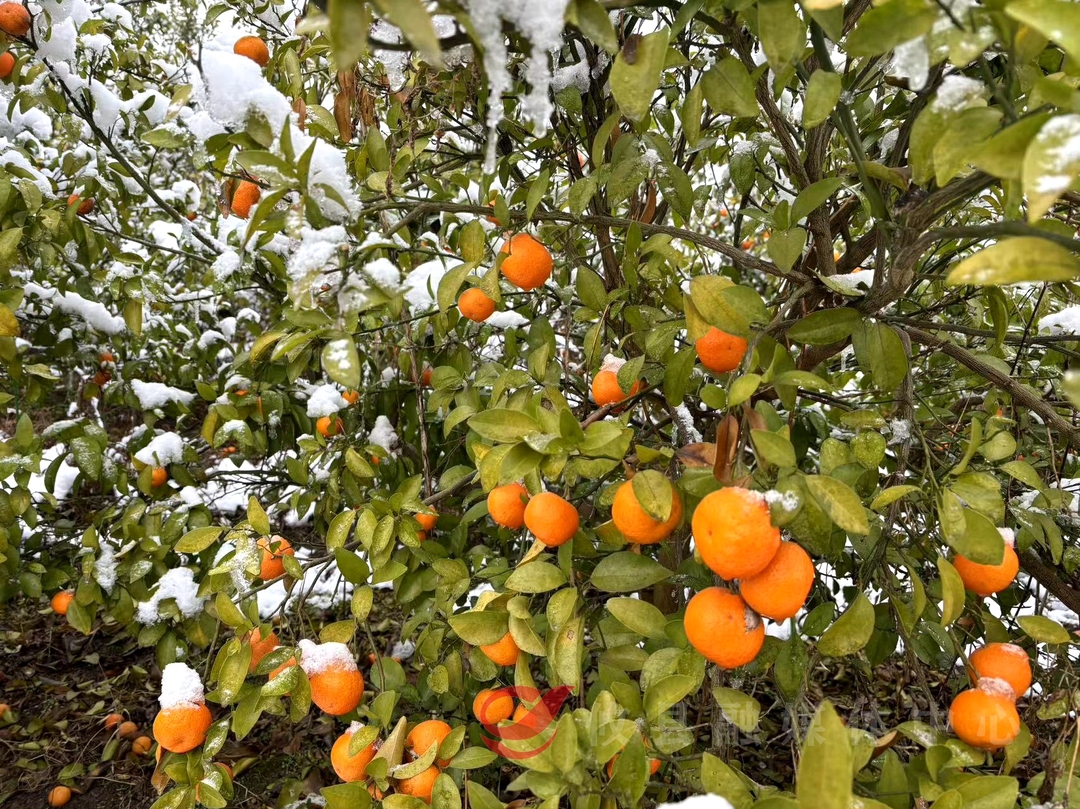 【战寒潮】60余亩砂糖橘受灾 攸县农业部门现场指导救灾
