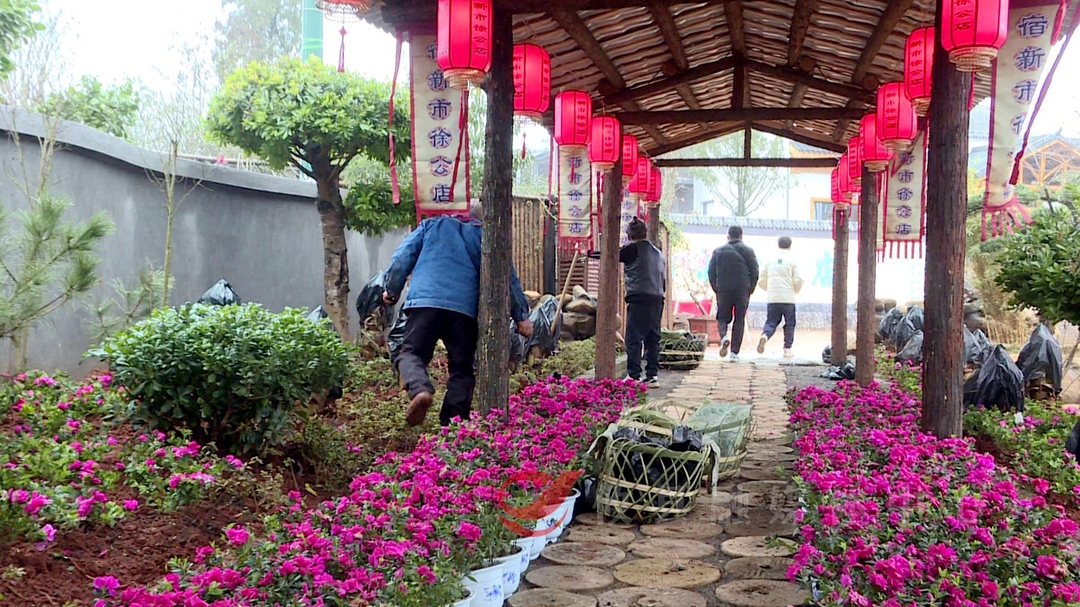 【众望攸归·春到万家】新市徐公店：首届迎春花市将于2月9日举行