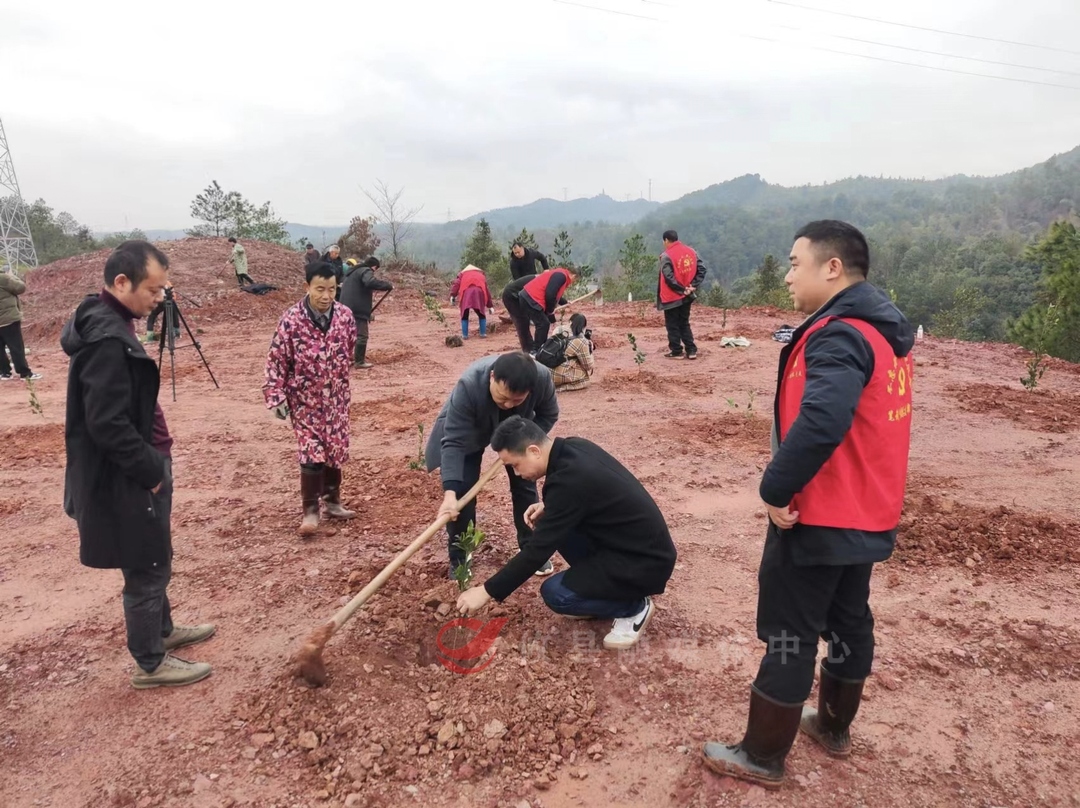 攸县：广种防火经济林 青山添了绿又增了效