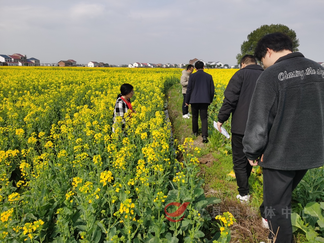 攸县：加强病虫害防治 确保油菜稳产丰收