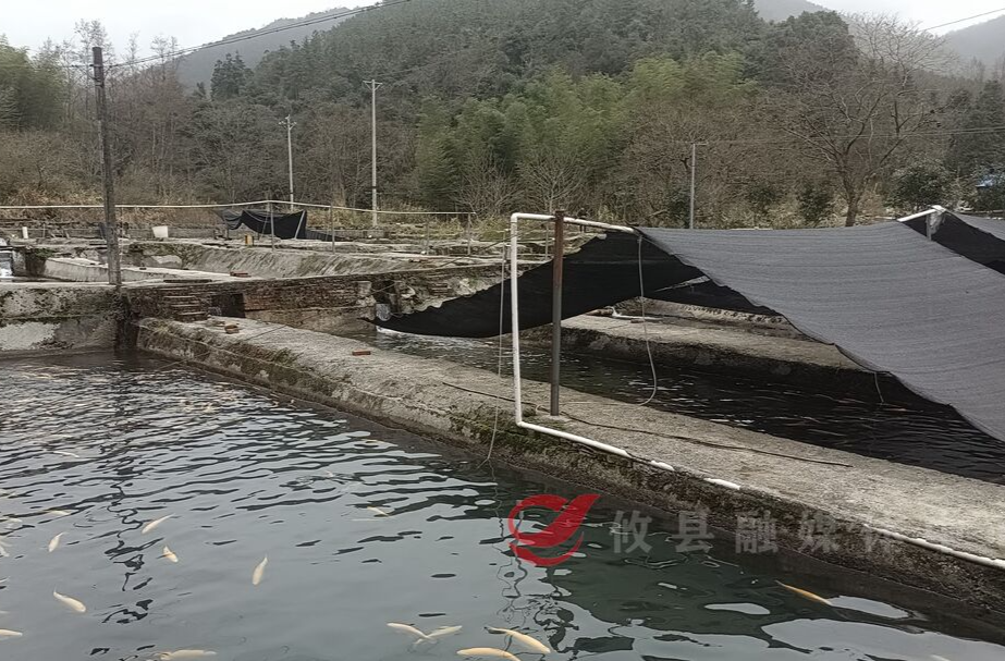 黄丰桥镇：打造水产养殖片区 助力乡村振兴