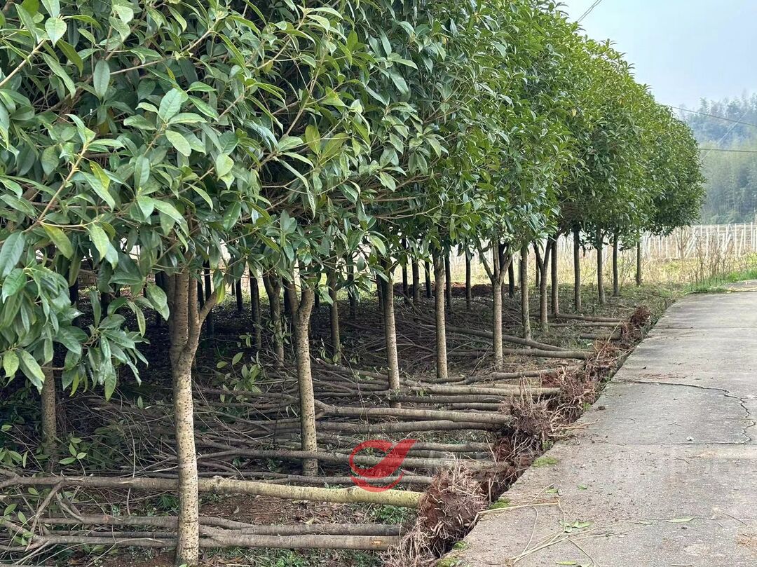 莲塘坳镇南水村：干群携手共植新绿千余棵