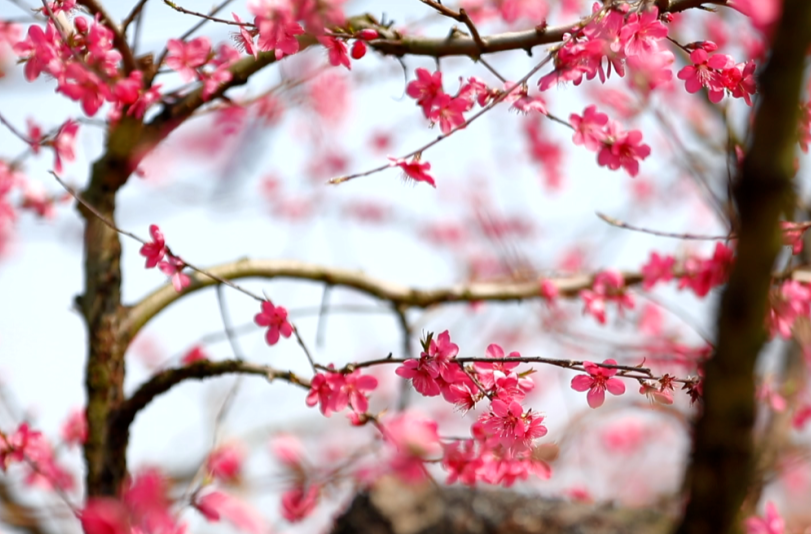 攸州桃花节：春风十里 桃花缘起 一起来菜花坪赏桃花啦！！！