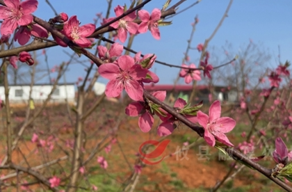 菜花坪：桃花盛开春意浓