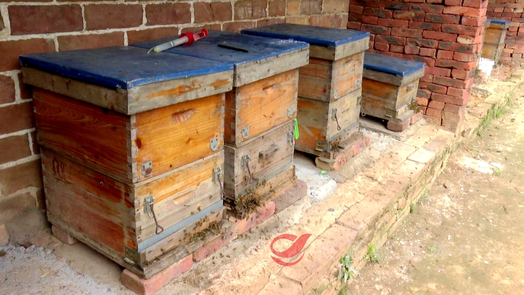 谭桥街道大和村：千亩油菜有“颜值”更有“产值 ”