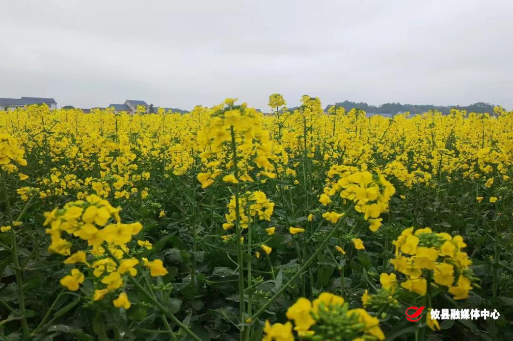 网岭镇：撂荒耕地展新颜 复耕复种显成效