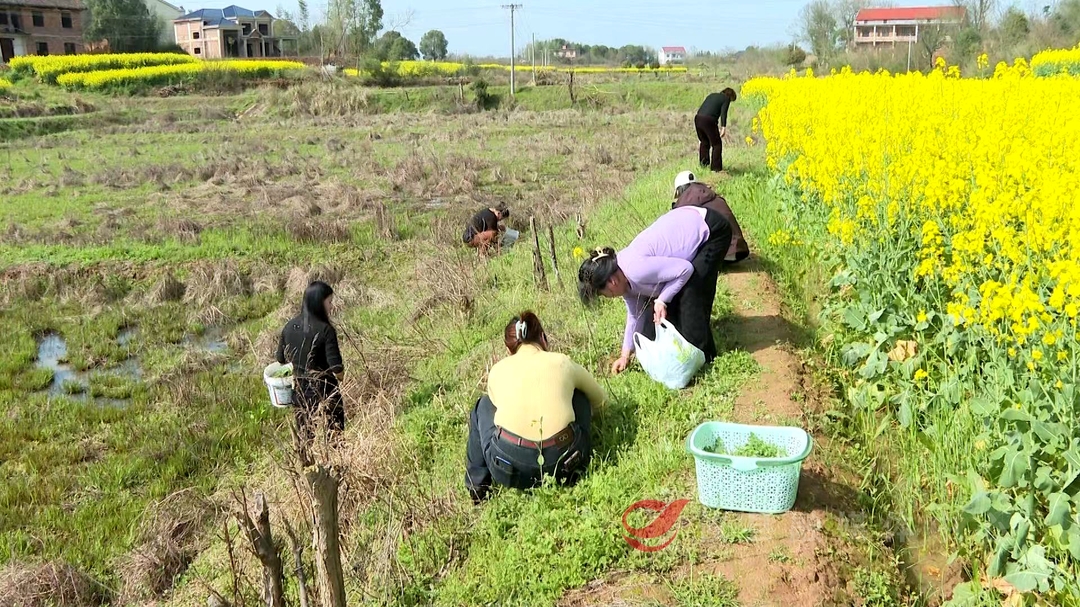 春天的味道：春分采艾正当时 艾叶斋软糯清香