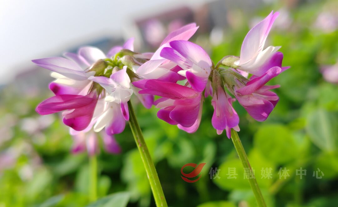 攸县：6.2万亩绿肥进入翻耕期