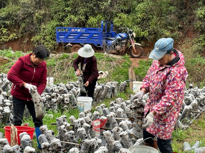 莲塘坳镇先锋村：木耳丰收 助农增收致富