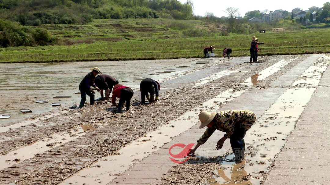 攸县：人勤春来早 集中育秧忙