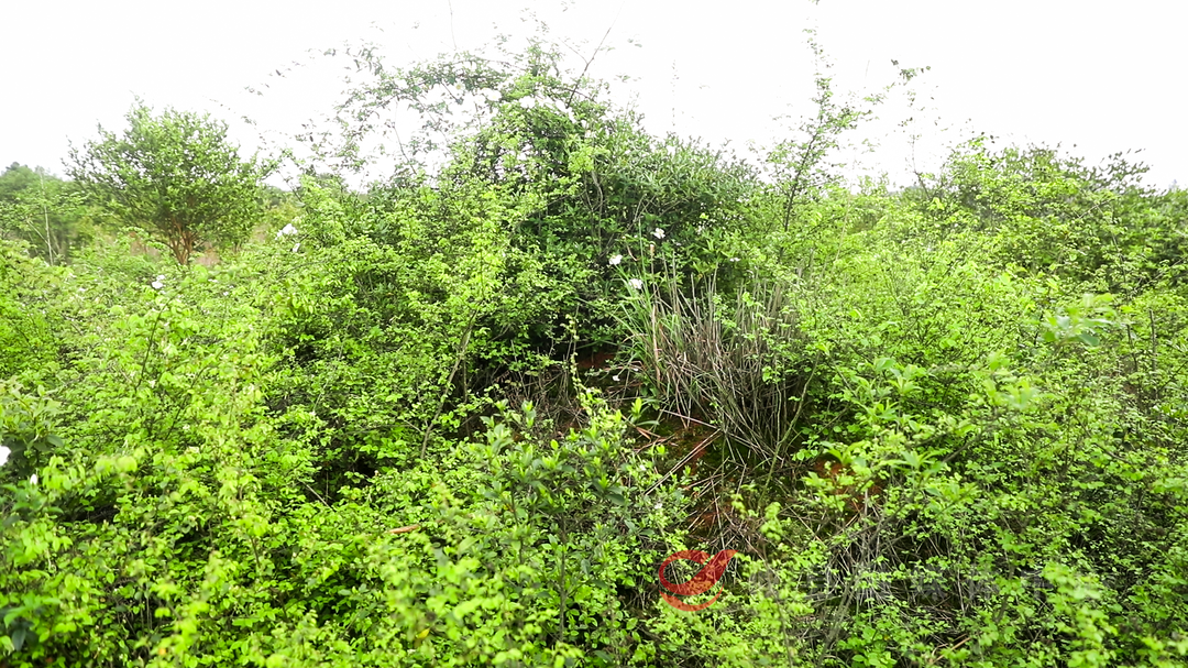 这座无名烈士墓“隐身”了75年