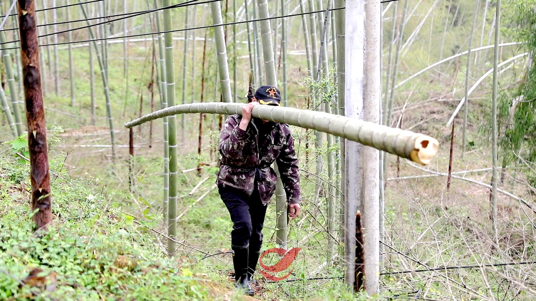 【村里的现代化】 莲塘坳镇下田村：做大做强楠竹产业 建设生态宜居乡村