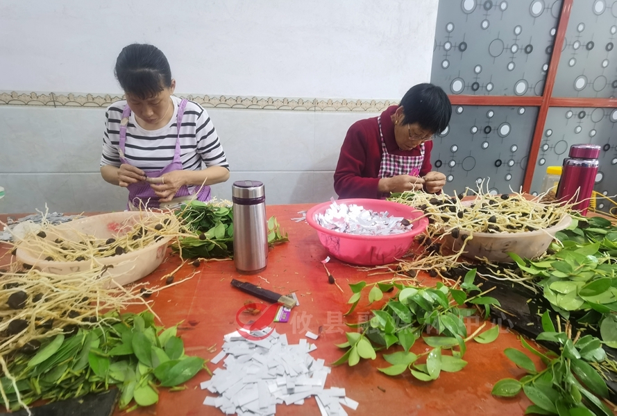 网岭镇株形村：油茶嫁接忙  村民上山培育油茶苗