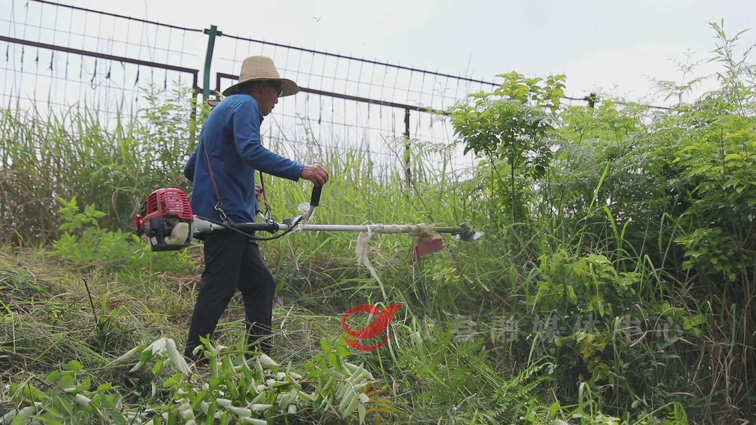 攸县加强对城区已建河堤的日常管护