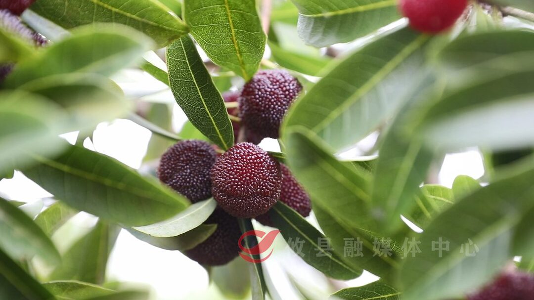 宁家坪镇龙泉村：杨梅挂满枝 采摘正当时