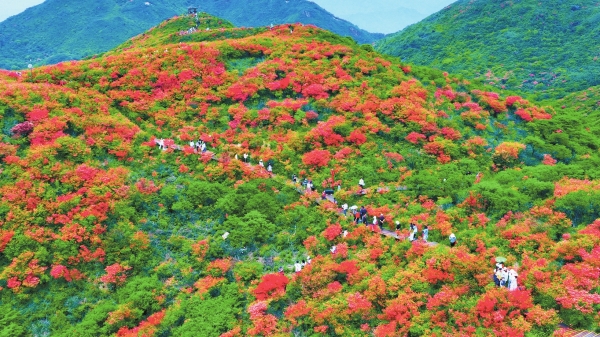 生长空间受挤压，花海出现功能性退化，赏花面积出现减少趋势—— 大围山杜鹃花“保卫战”