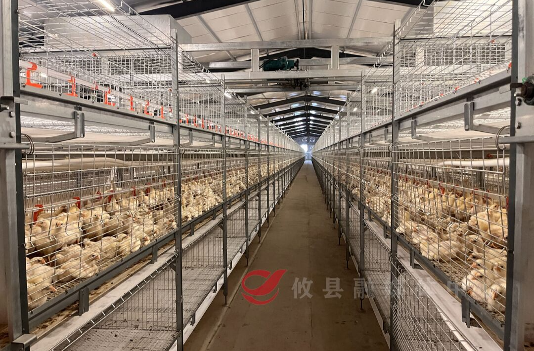网岭镇：养鸡场开启“智能模式”！年出栏将达100万羽