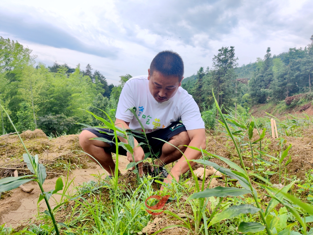 宁家坪镇双凡村有个“土姜书记”