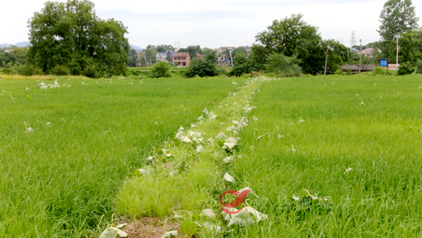 攸县：推动耕地“非粮化”治理 让荷田变稻田