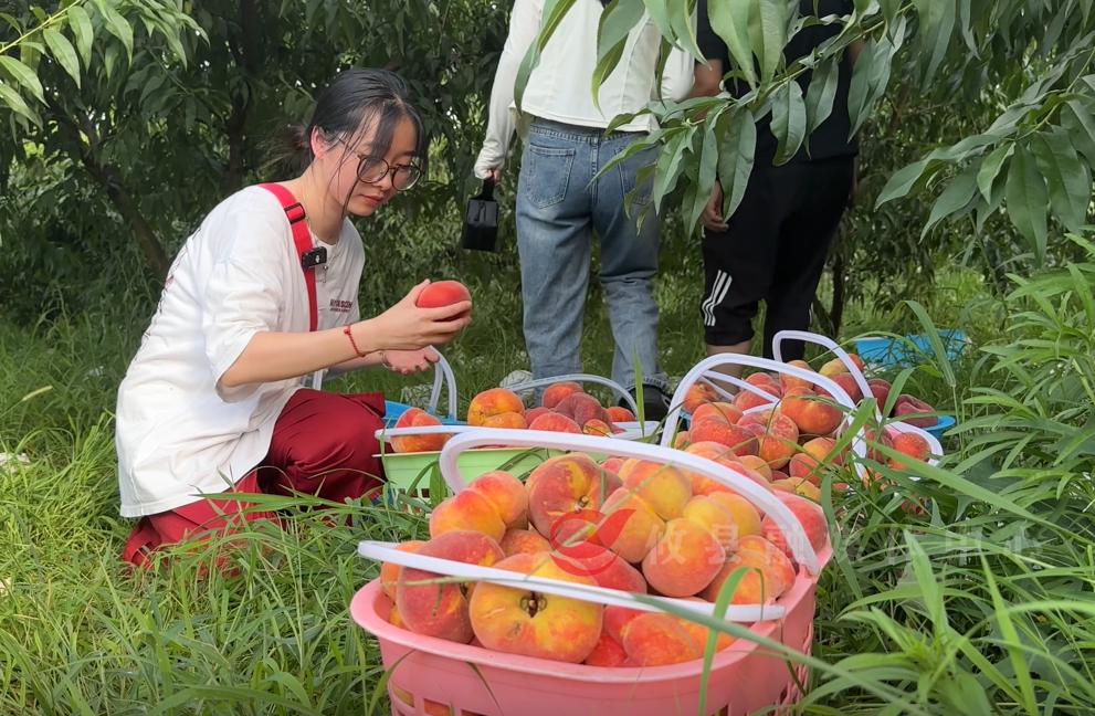 攸县：蟠桃挂枝头 满园好“丰”景