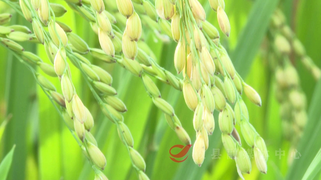 【掷地“攸”声·政协委员在行动】攸县加大高标准化农田改造项目扶持，助力乡村振兴！