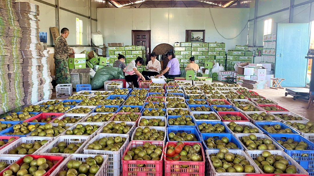 有“梨”超甜！蜜梨飘香迎丰收~