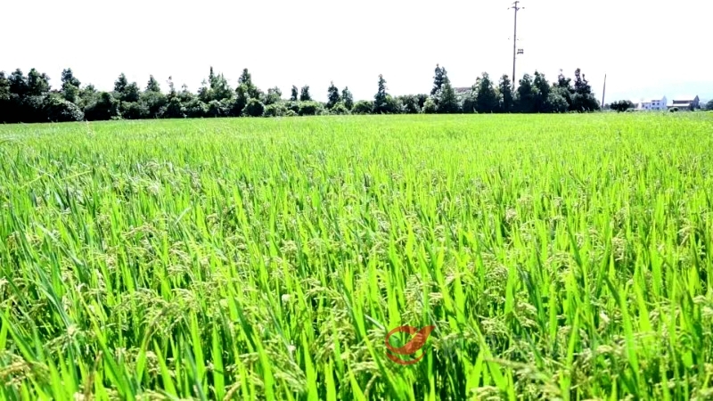 从田间到餐桌 攸县又一省级龙头企业进军米粉加工业！