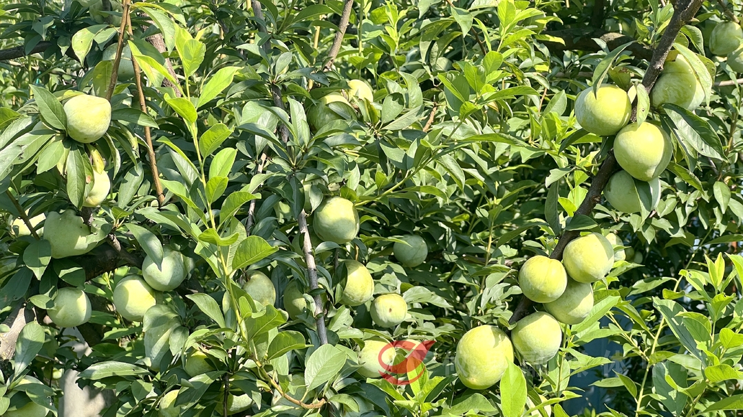 清爽一夏  好想“李”你近一点！