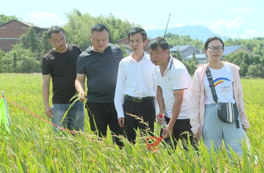 攸县举办稻瘟病防治技术现场观摩培训会