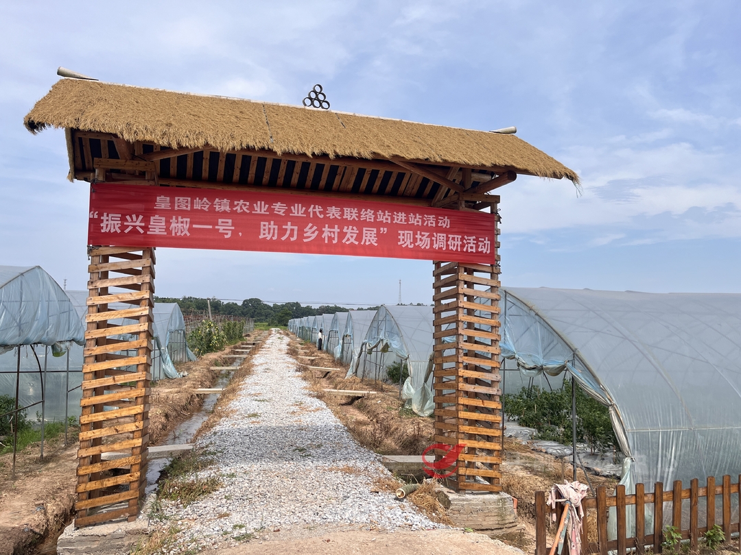 攸县：“皇椒一号”迎丰收 奏响增收“椒响曲”