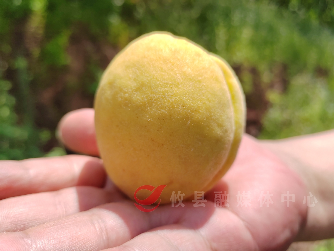 谭桥街道：跨界“女掌柜”的黄桃园7月15日开园